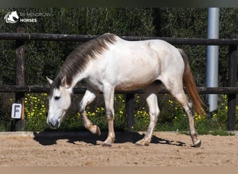 Andalusian, Mare, 8 years, 15 hh, Gray