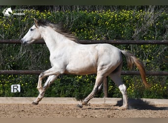 Andalusian, Mare, 8 years, 15 hh, Gray