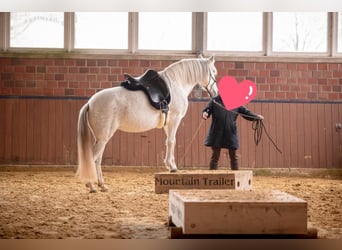 Andalusian, Mare, 8 years, 15,1 hh, Grey
