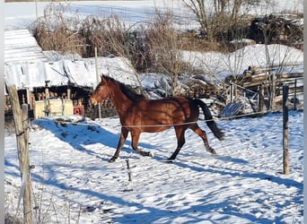 Andalusian Mix, Mare, 8 years, 15,2 hh, Bay