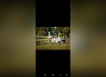 Andalusian Mix, Mare, 8 years, 15,2 hh, Grey