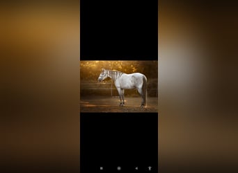 Andalusian Mix, Mare, 8 years, 15,2 hh, Grey