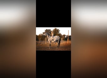 Andalusian Mix, Mare, 8 years, 15,2 hh, Grey