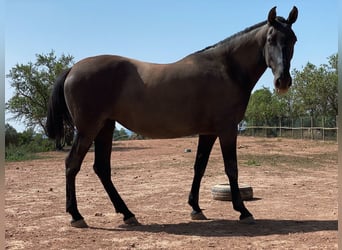 Andalusier, Stute, 8 Jahre, 16,2 hh, Rappe