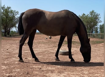 Andalusier, Stute, 8 Jahre, 16,2 hh, Rappe