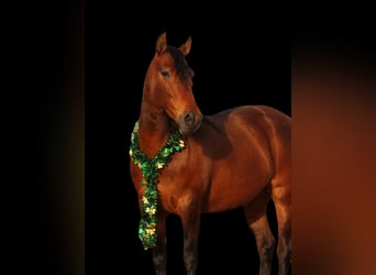 Andalusian Mix, Mare, 9 years, 14.2 hh, Bay