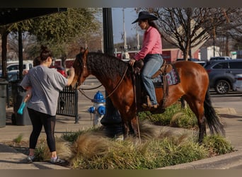 Andalusian Mix, Mare, 9 years, 14.2 hh, Bay