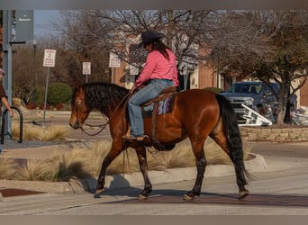 Andalusian Mix, Mare, 9 years, 14.2 hh, Bay