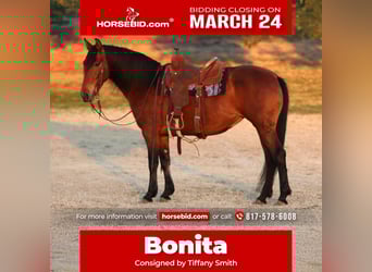 Andalusian Mix, Mare, 9 years, 14.2 hh, Bay