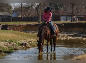 Andalusian Mix, Mare, 9 years, 14.2 hh, Bay
