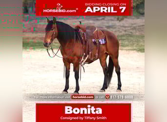 Andalusian Mix, Mare, 9 years, 14.2 hh, Bay