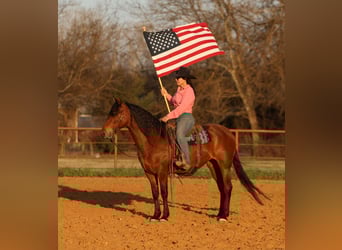 Andalusian Mix, Mare, 9 years, 14.2 hh, Bay