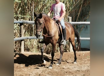 Andalusian, Mare, 9 years, 14.3 hh, Black