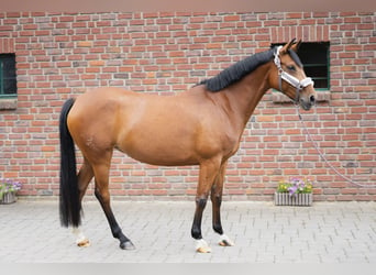 Andalusian Mix, Mare, 9 years, 15.1 hh, Bay