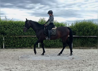 Andalusian, Mare, 9 years, 15.2 hh, Bay-Dark