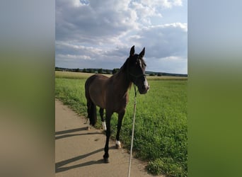 Andalusian, Mare, 9 years, 15.2 hh, Black