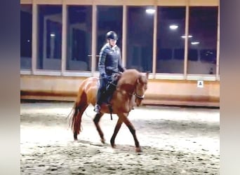 Andalusian Mix, Mare, 9 years, 15,2 hh, Chestnut-Red