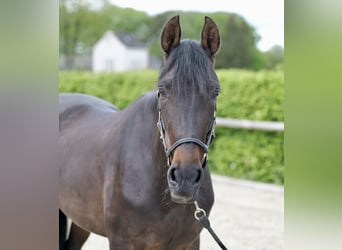Andalusian, Mare, 9 years, 15.2 hh, Smoky-Black