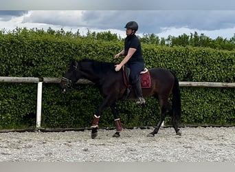 Andalusian, Mare, 9 years, 15.2 hh, Smoky-Black