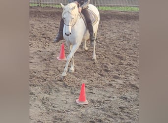 Andalusian, Mare, 9 years, 15.3 hh