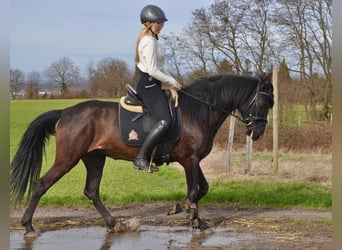 Andalusian, Mare, 9 years, 15 hh, Black