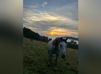 Andalusian, Mare, 9 years, 15 hh, Gray-Fleabitten