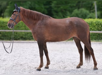 Andalusian, Mare, 9 years, 15,3 hh, Chestnut