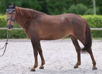 Andalusian, Mare, 9 years, 15,3 hh, Chestnut