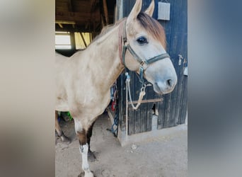 Andalusian, Mare, Foal (06/2024), 15.1 hh, Brown Falb mold