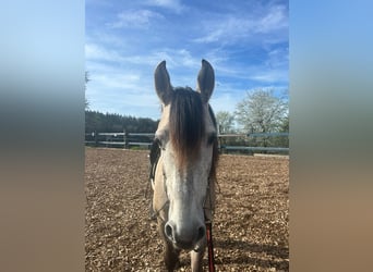 Andalusian, Mare, Foal (06/2024), 15.1 hh, Brown Falb mold