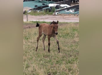 Andalusian, Mare, Foal (06/2024), 15.1 hh, Brown Falb mold