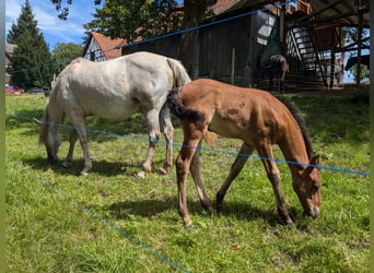 Andalusian, Mare, Foal (06/2024), 15.1 hh, Brown Falb mold