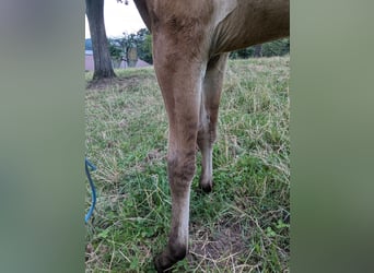 Andalusian, Mare, Foal (06/2024), 15.1 hh, Brown Falb mold