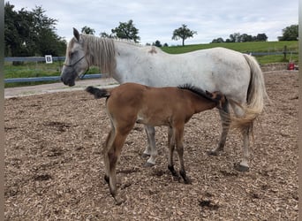 Andalusian, Mare, Foal (06/2024), 15.1 hh, Brown Falb mold