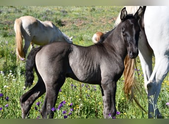 Andalusian Mix, Mare, Foal (04/2024), 15.2 hh, Black