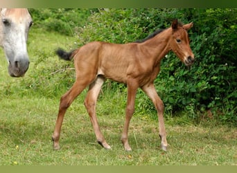 Andalusian, Mare, Foal (05/2026), 15.2 hh, Brown