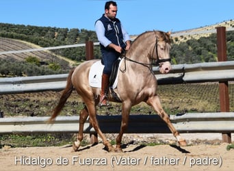 Andalusian, Mare, Foal (04/2026), 15.2 hh, Pearl