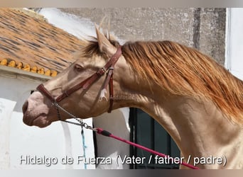 Andalusian, Mare, Foal (04/2026), 15.2 hh, Pearl