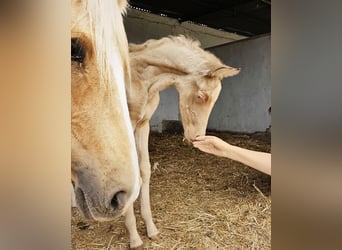 Andalusian, Mare, Foal (04/2026), 15.2 hh, Pearl