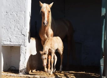 Andalusian, Mare, Foal (04/2026), 15.2 hh, Pearl