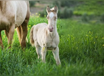 Andalusian, Mare, Foal (04/2026), 15.2 hh, Pearl