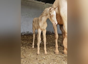Andalusian, Mare, Foal (04/2026), 15.2 hh, Pearl