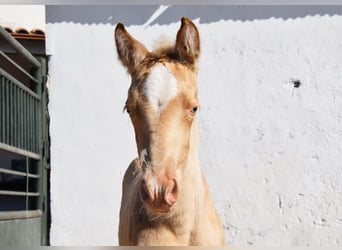Andalusian, Mare, Foal (04/2026), 15.2 hh, Pearl