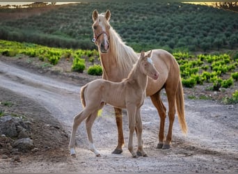 Andalusian, Mare, Foal (04/2026), 15.2 hh, Pearl