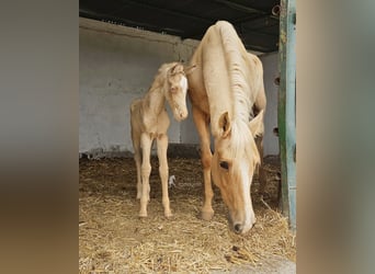 Andalusian, Mare, Foal (04/2026), 15.2 hh, Pearl