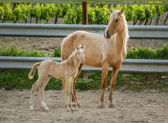 Andalusian, Mare, Foal (04/2026), 15.2 hh, Pearl