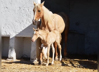 Andalusian, Mare, Foal (04/2026), 15.2 hh, Pearl