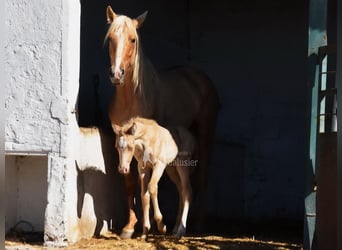 Andalusian, Mare, Foal (04/2026), 15.2 hh, Pearl