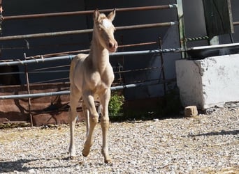 Andalusian, Mare, Foal (04/2026), 15.2 hh, Pearl