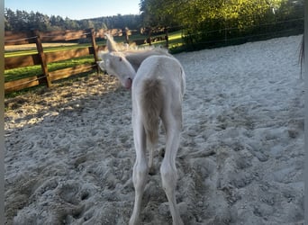 Andalusian, Mare, Foal (04/2026), 15.2 hh, Perlino